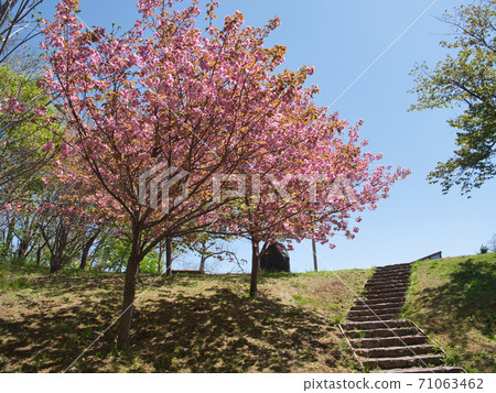 旭山紀念公園櫻花 旭山紀念公園櫻花 71063462