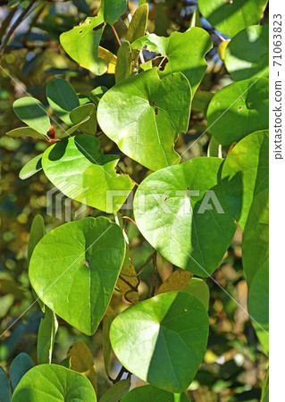 植物：蓮之高倉綱夫家族 71063823