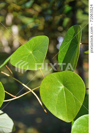Plant: Stephania japonica, Stephania japonica 71063824