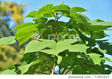 樹：馬尾科 71063825