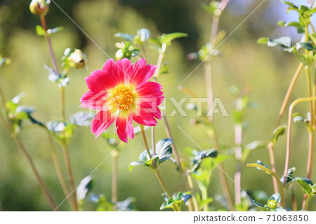 Autumn park dahlia flower Autumn park dahlia flower 71063850
