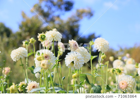 Autumn park dahlia flower Autumn park dahlia flower 71063864