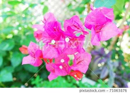 Bougainvillea flowers 71063876