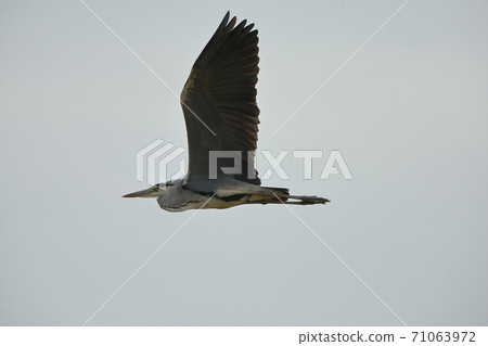 Gray heron flying dashingly 71063972
