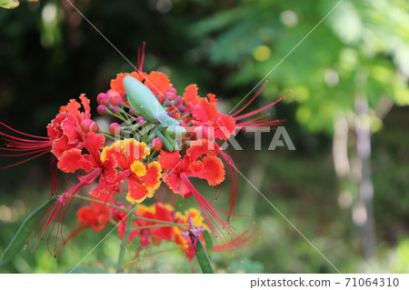 Mantis that hides quietly in the red peacock flower, one of the three most famous flowers in Okinawa 71064310
