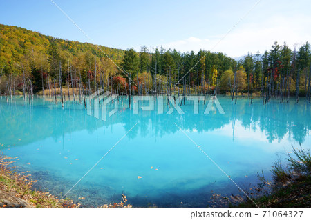 北海道美瑛町青池秋季 71064327