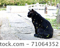 A black cat that comes out of the bush and is covered with leaves 71064352