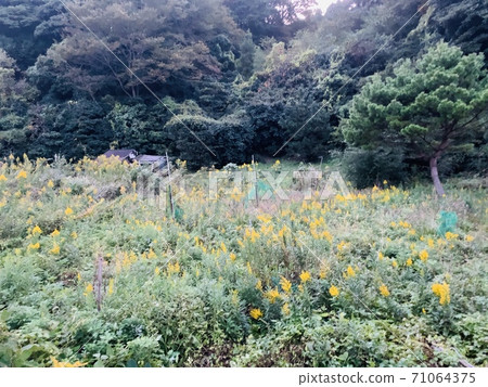 在山上的草地 在山上的草地 71064375