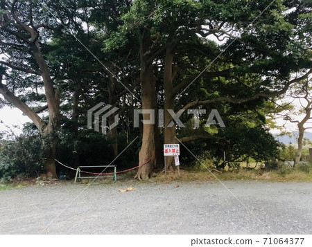 禁區神社,森林 禁區神社,森林 71064377