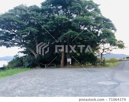 禁區神社,森林 禁區神社,森林 71064379