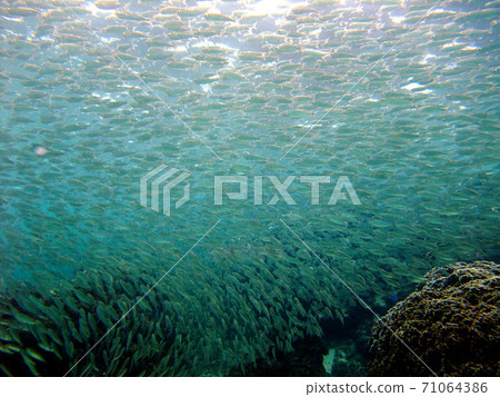 一大群沙丁魚抵達珊瑚礁的淺水區 一大群沙丁魚抵達珊瑚礁的淺水區 71064386
