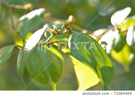 Tree: Tendaiyukaku Camuidae 71064409