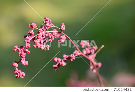 Plant: Redhead 71064421