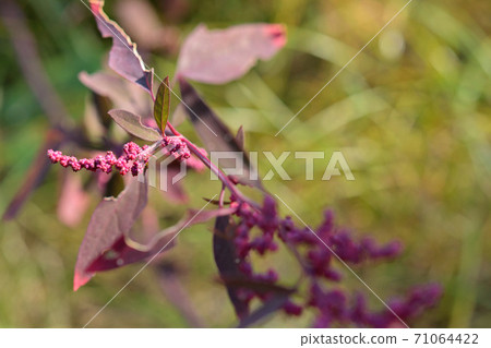 植物：紅頭髮 71064422
