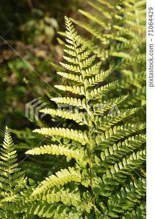 Plant: Microlepia strigosa, Dennstaedtiaceae Plant: Microlepia strigosa, Dennstaedtiaceae 71064429