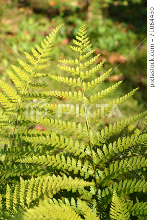 Plant: Microlepia strigosa, Dennstaedtiaceae Plant: Microlepia strigosa, Dennstaedtiaceae 71064430
