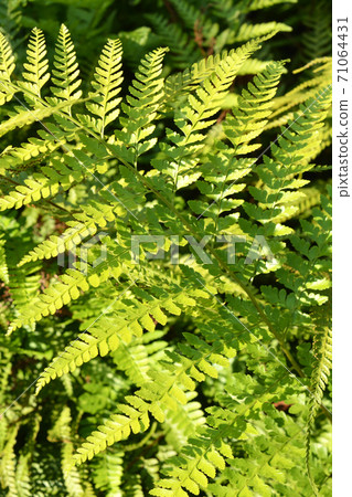 Plant: Microlepia strigosa, Dennstaedtiaceae Plant: Microlepia strigosa, Dennstaedtiaceae 71064431