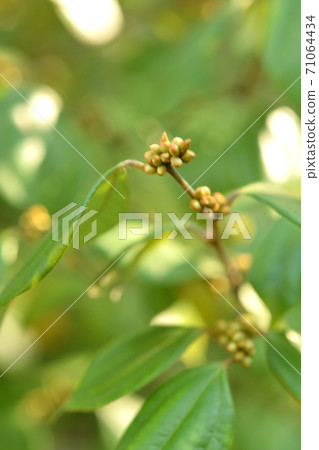 Tree: Tendaiyukaku Camuidae 71064434