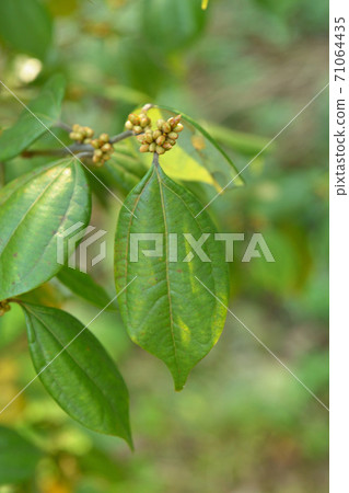 Tree: Tendaiyukaku Camuidae 71064435