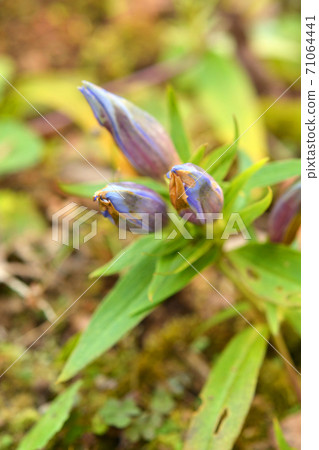 Plant: Gentiana family Plant: Gentiana family 71064441