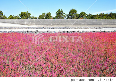 Saga City East Yoka Tidal Flat Saga City East Yoka Tidal Flat 71064718