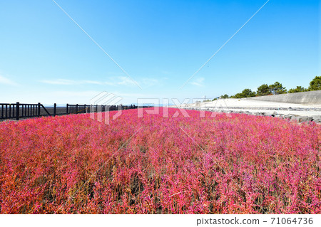 Saga City East Yoka Tidal Flat Saga City East Yoka Tidal Flat 71064736