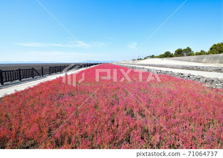 Saga City East Yoka Tidal Flat 71064737