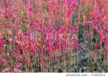 佐賀市東洋嘉潮灘 71064932