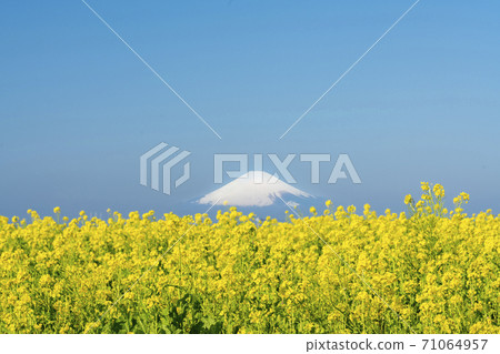 三浦半島早春油菜田3 三浦半島早春油菜田3 71064957