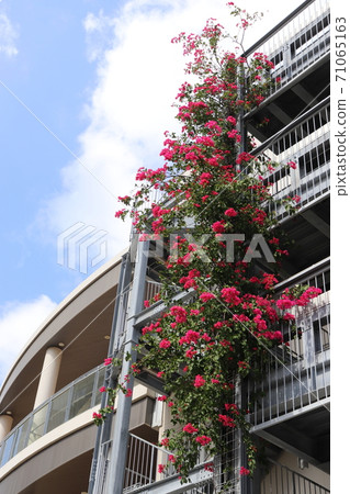 Okinawa Travel Bougainvillea Blooming in Parking Lot 71065163