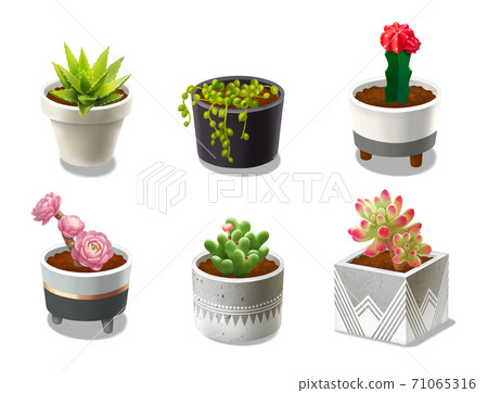 Plants and pots Plants and pots 71065316