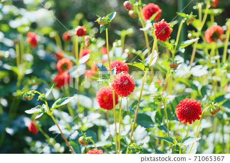 秋天公園大麗花花 71065367