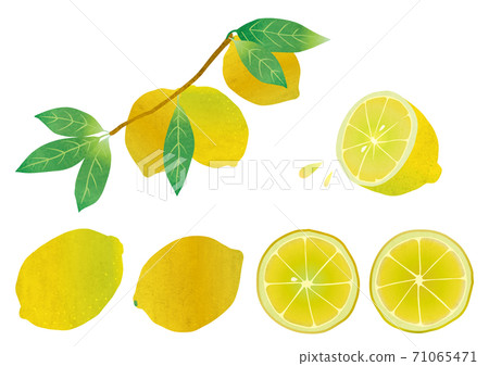 各種檸檬的素材插圖 各種檸檬的素材插圖 71065471