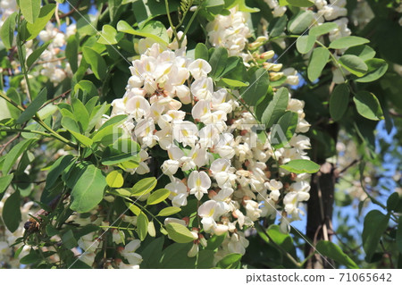 假相思花 相思花 照片素材 圖片 圖庫