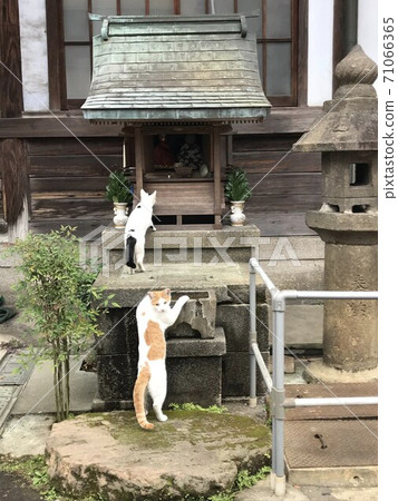 Cat combination performer and watchman Cat combination performer and watchman 71066365