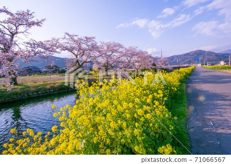 佐倉強姦花藍天 71066567