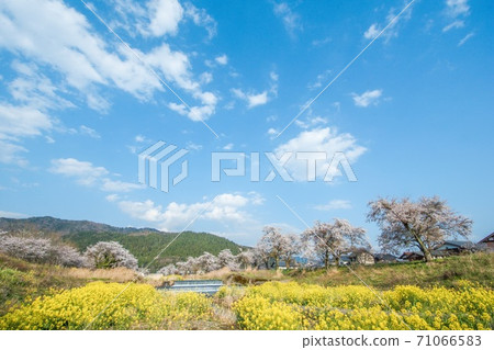 佐倉強姦花藍天 71066583