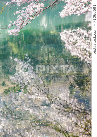 櫻花池未開發地區 71066691