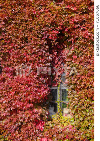 Hakodate City, Hokkaido: Autumn leaves and a teddy bear looking out from the window 71067066