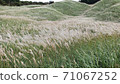 Silver grass field in autumn 71067252