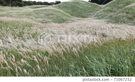 Silver grass field in autumn Silver grass field in autumn 71067252