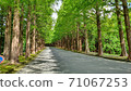 A refreshing tree-lined street 71067253