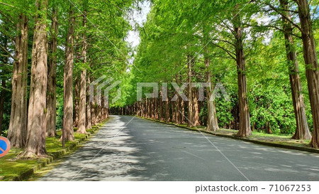 A refreshing tree-lined street 71067253