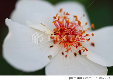 Jacqueline du Pré, a rose with beautiful bright red and gold stalks 71067293
