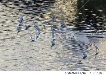 Shirasugi aiming at prey 71067480