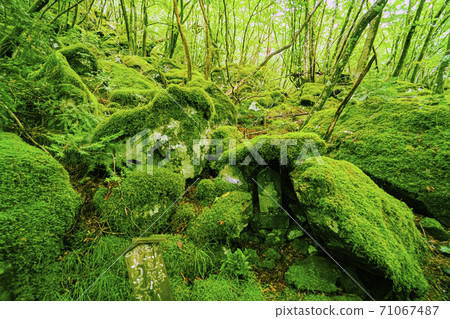 Scenery in the mossy mountains <Inuyamatake Tokushima Prefecture> Scenery in the mossy mountains <Inuyamatake Tokushima Prefecture> 71067487