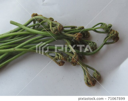 Bracken Warabi Warabi (Kanetsukidosan / Fukaya City, Saitama Prefecture) 71067899