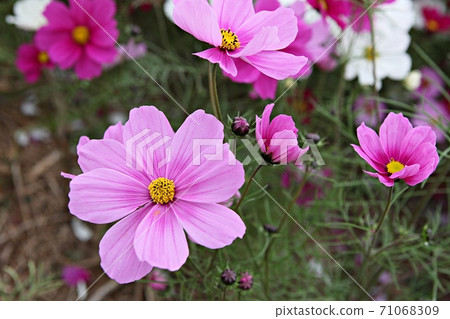 Cosmos 71068309