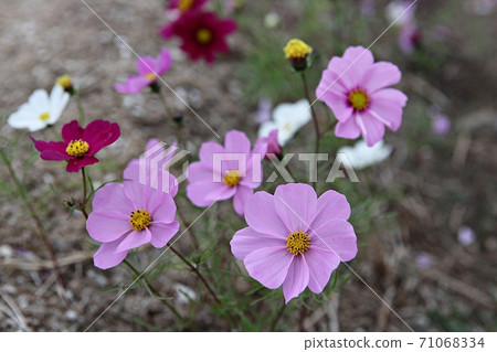 Cosmos Cosmos 71068334