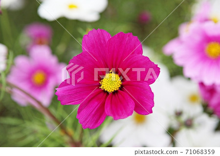 Cosmos 71068359